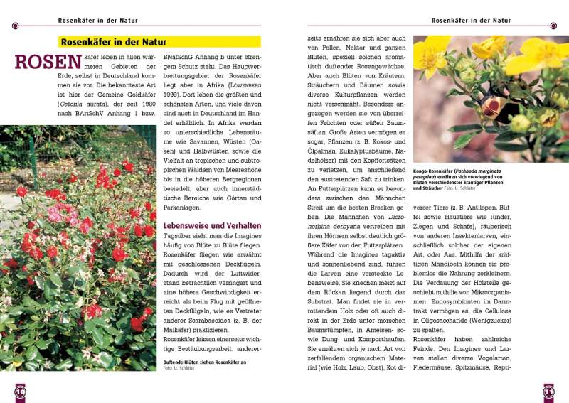 Afrikanische Rosenkäfer - überarbeitete Neuauflage